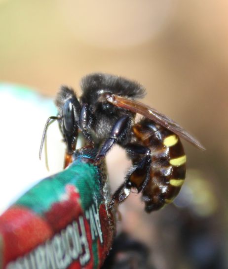 Abelha Mandaçaia (Melipona quadrifasciata), uma das espécies sem ferrão estudadas na pesquisa